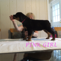 pink_girl_071016