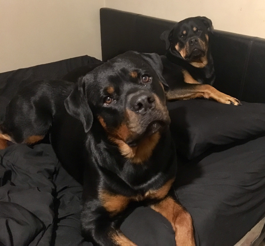 Rottweiler Bear chilling with his sister