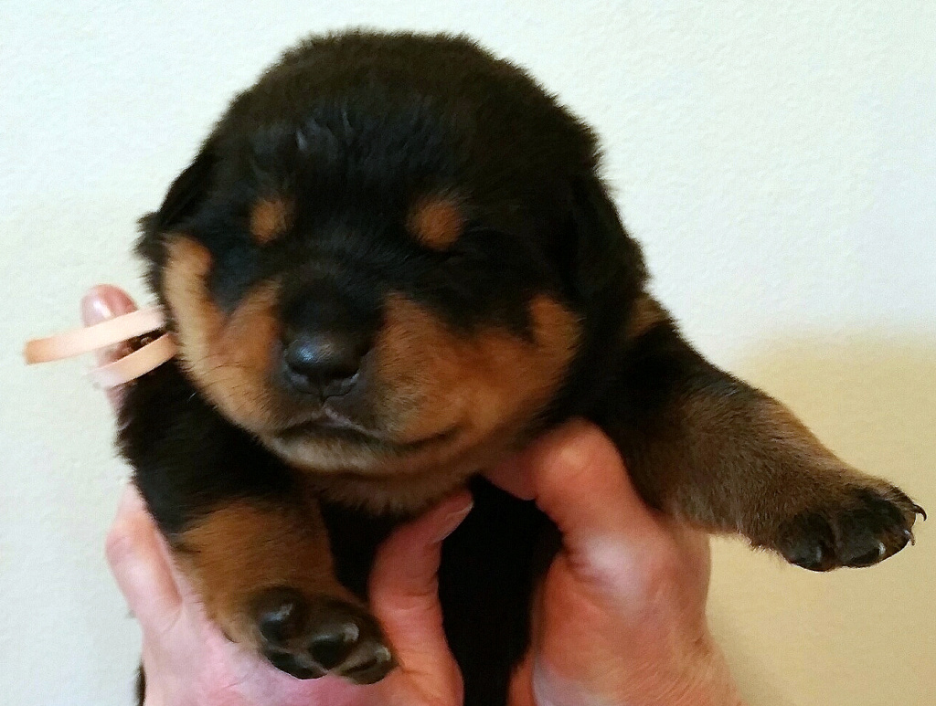 Rottweiler I'll Drink To That At Blackstar approaching 2 weeks