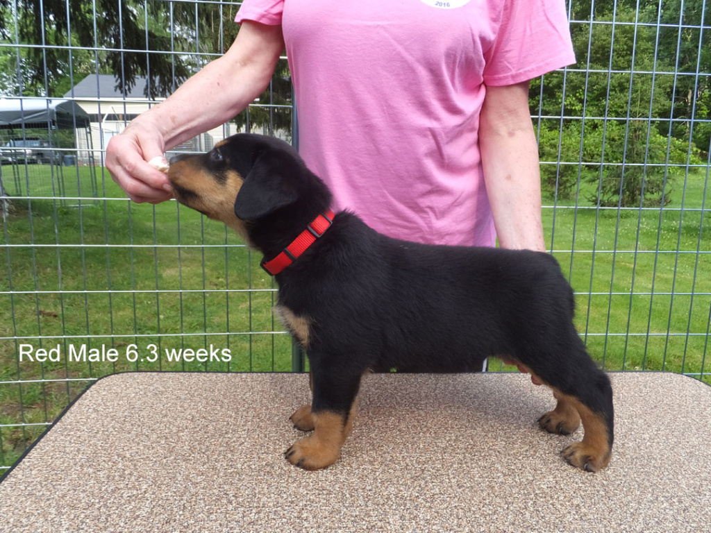 Rottweiler Von Wertz's Inquisitive Docen at 6.3 weeks
