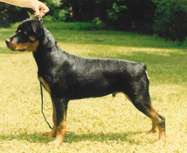 Chase at 5 months