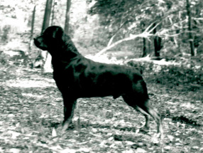 chase bw woods 2