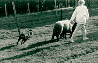 chase_herding