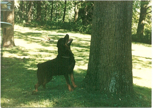 chase_hunting
