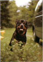 chase_sitting_2