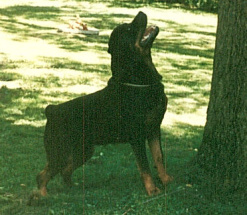 chase_tree