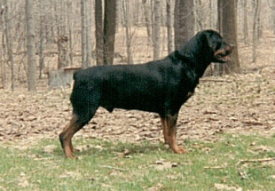 chase_woods_2